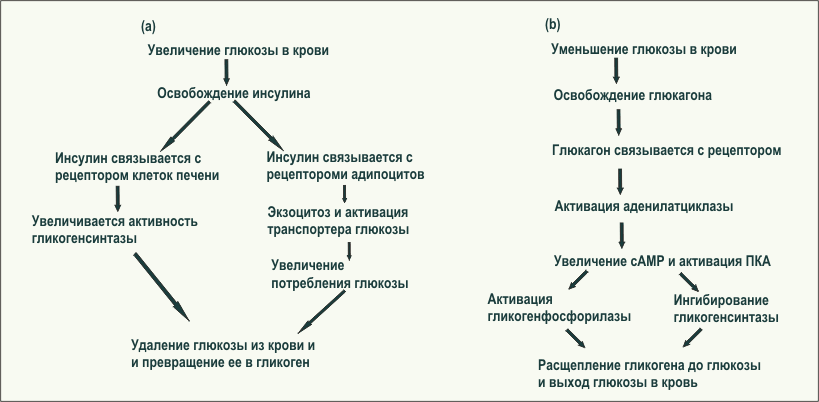 Рис. 2.12 cs3 Регуляция уровня глюкозы в крови инсулином и глюкагоном.