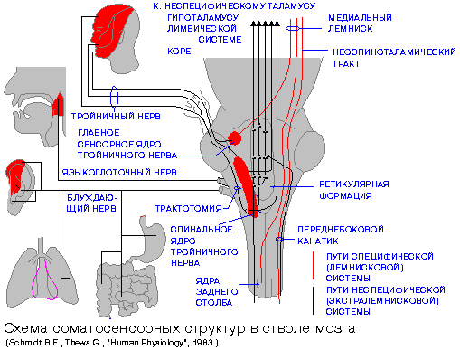 Рис. 9-7 Ph Схема Соматосенсорных Структур В Стволе Мозга